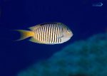 فرشته دم قیچی ردسی (نر) - تصویر 2