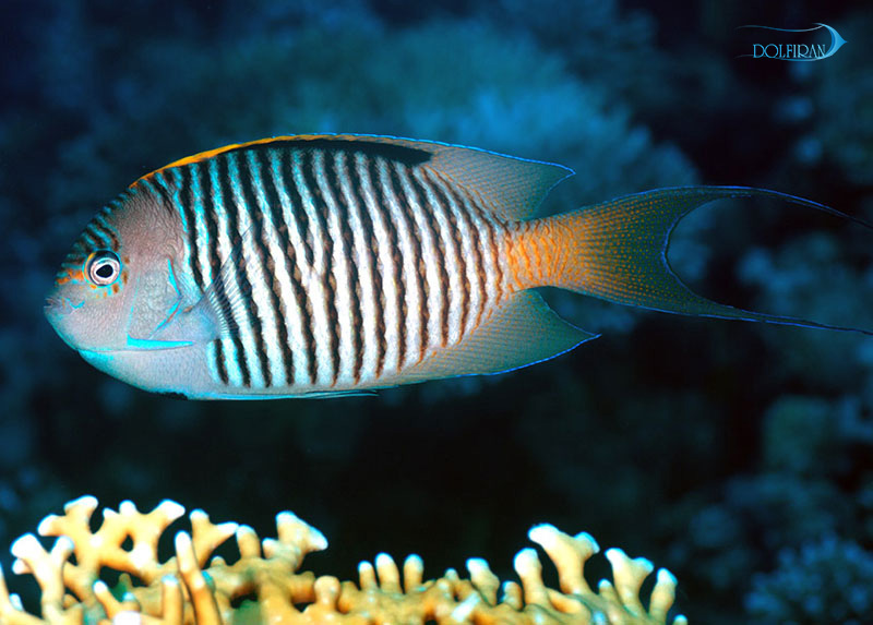 Genicanthus-Caudovittatus.jpg فرشته دم قیچی ردسی (نر) - تصویر 1