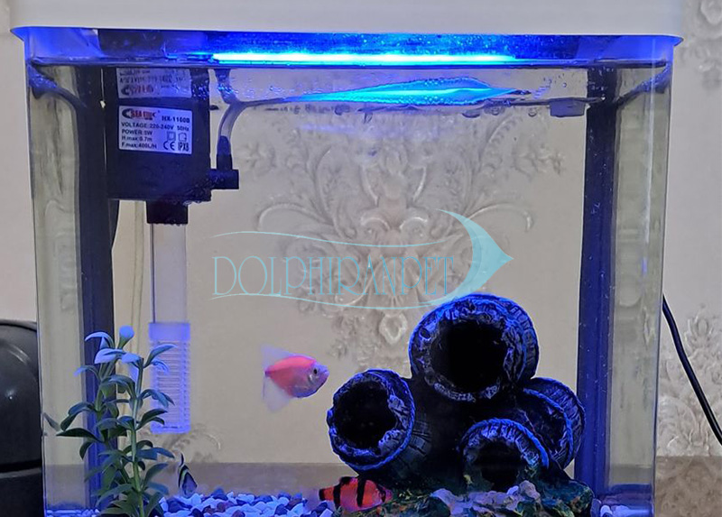 Genicanthus-Personatus-female-copy.jpg آکواریوم دلسا مدل k250 - تصویر 1