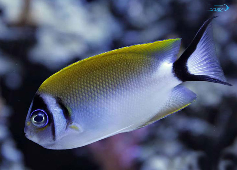 Genicanthus-semifasciatus-female.jpg فرشته پرتقالی ژاپنی (ماده) - تصویر 1