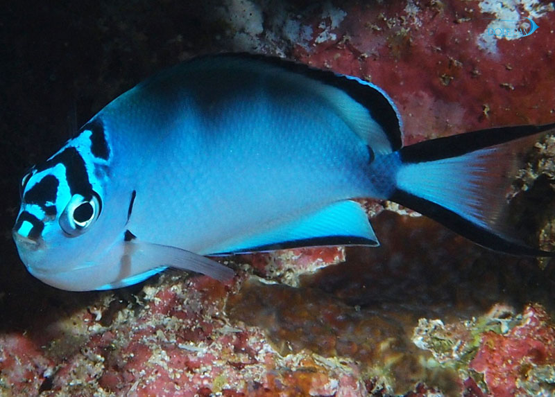Genicanthus-watanabei.jpg فرشته واتانابی (ماده) - تصویر 1