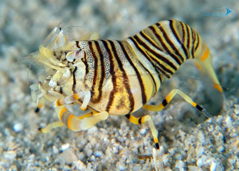 Gnathophyllum-americanum-.jpg میگو راه راه زنبوری - تصویر 1