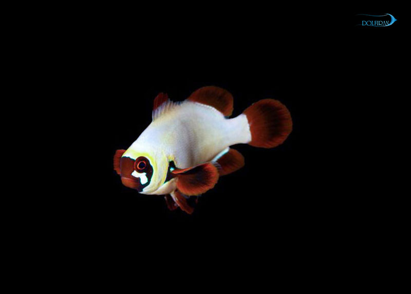 Gold-nugget-maroon-clownfish-1.jpg دلقک مارون گلد ناگت - تصویر 1