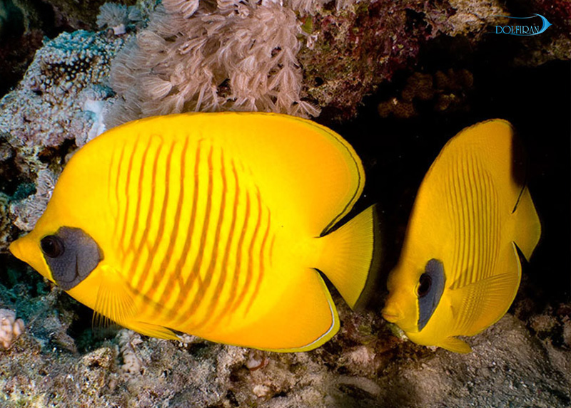 Golden_Semilarvatus_Butterflyfish_1.jpg پروانه سمیلارواتوس - تصویر 1