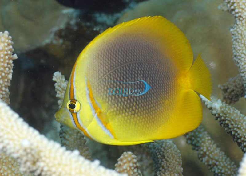 Golden_Striped_Butterflyfish.jpg پروانه راه راه طلایی - تصویر 1