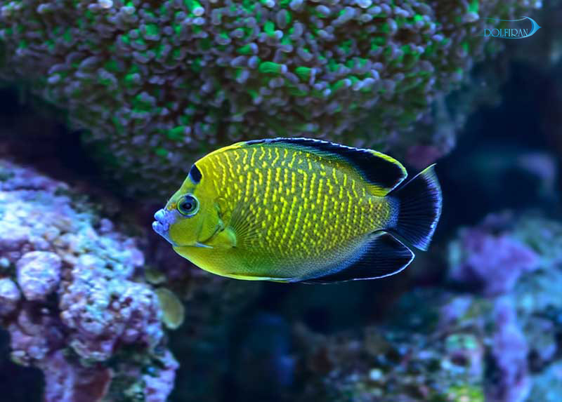 Goldflake_Angelfish_1.jpg فرشته پولک طلایی - تصویر 1