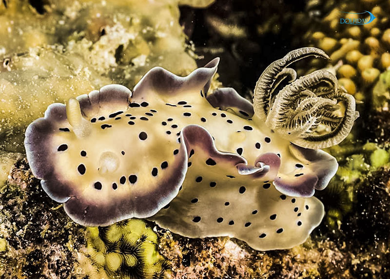 Goniobranchus-tritos.jpg خرگوش دریایی زرد خال مشکی - تصویر 1