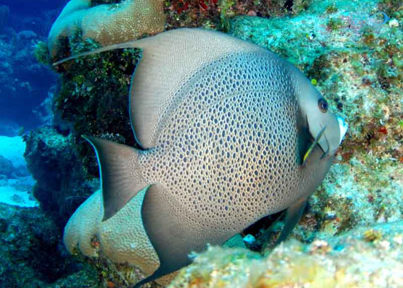 Gray_Angelfish_adult_1.jpg فرشته خاکستری (بالغ) - تصویر 1