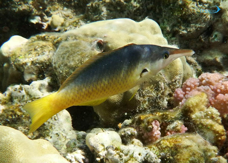 Green_Birdmouth_Wrasse_Blue_2.jpg راس منقاردار (ماده) - تصویر 1