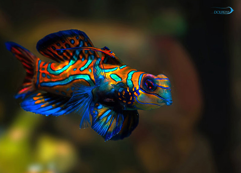 Green_Mandarin_1.jpg ماندارین - تصویر 1