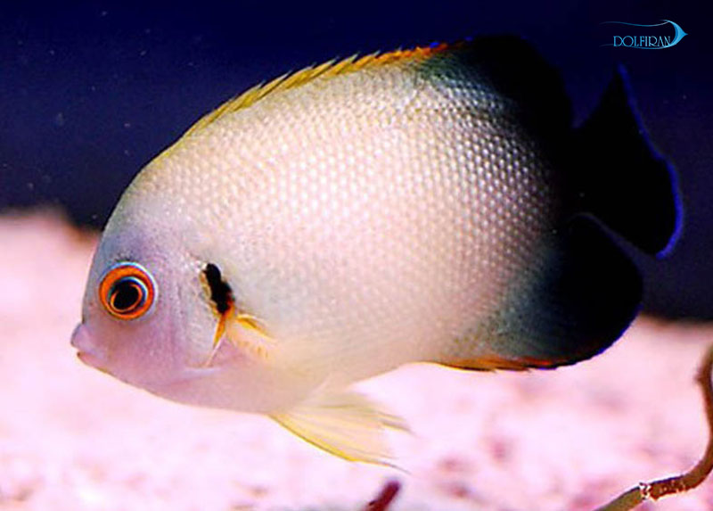 Half_Black_Angelfish_1.jpg فرشته ورولیکی - تصویر 1