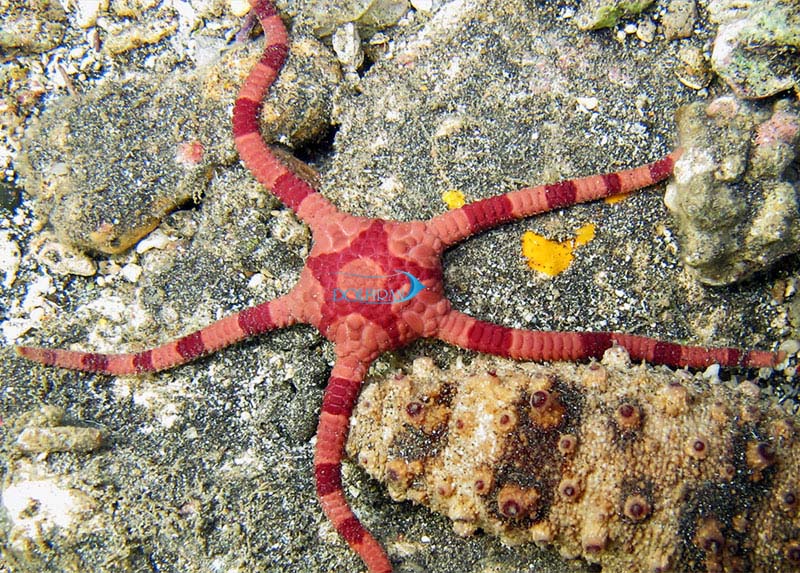 Heart-Brittle-Star.jpg ستاره دریایی شکننده قلبی - تصویر 1