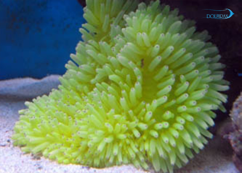 Heteractis-Crispa-Gold-Tip.jpg شقایق میله ای زرد - تصویر 1