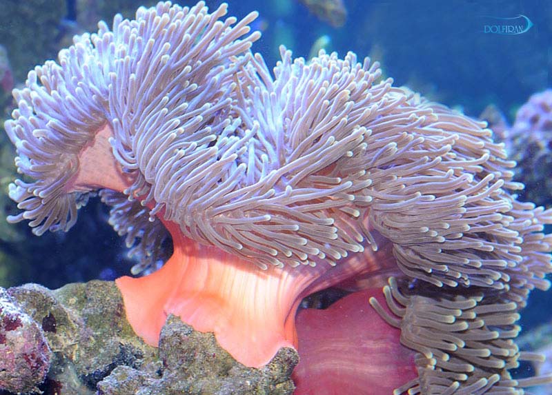 Heteractis-magnifica.jpg شقایق دریایی مگنیفیکا - تصویر 1