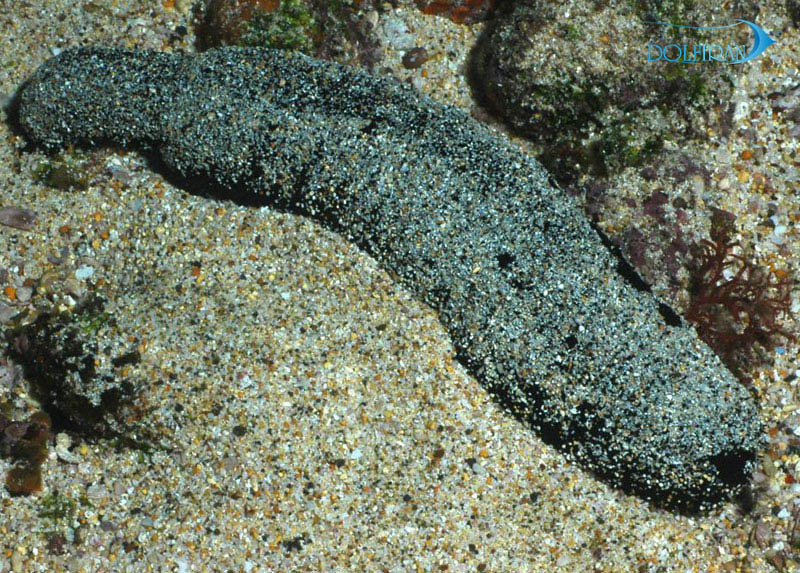 Holothuria-atra.jpg خیار دریایی سیاه - تصویر 1