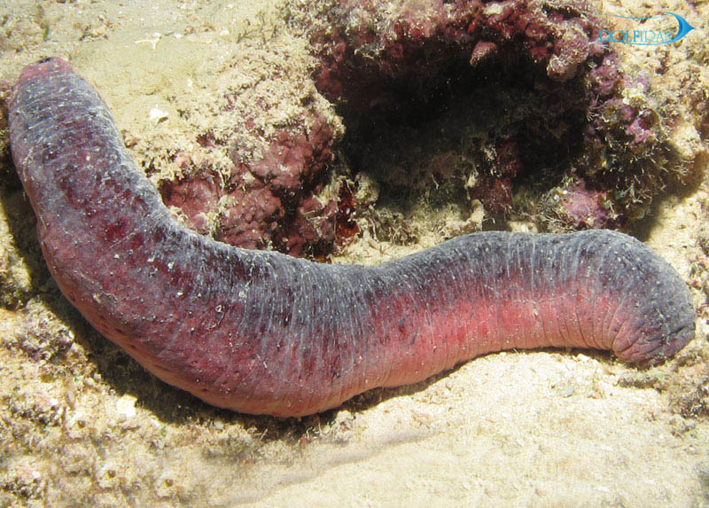 Holothuria-edulis.jpg خیار دریایی صورتی - تصویر 1