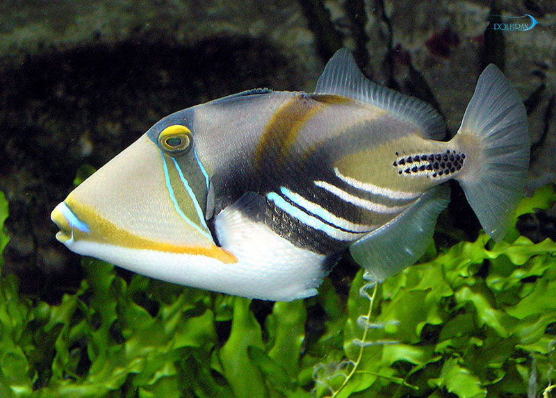 Humu_Triggerfish_1.jpg ماشه هومو هومو - تصویر 1