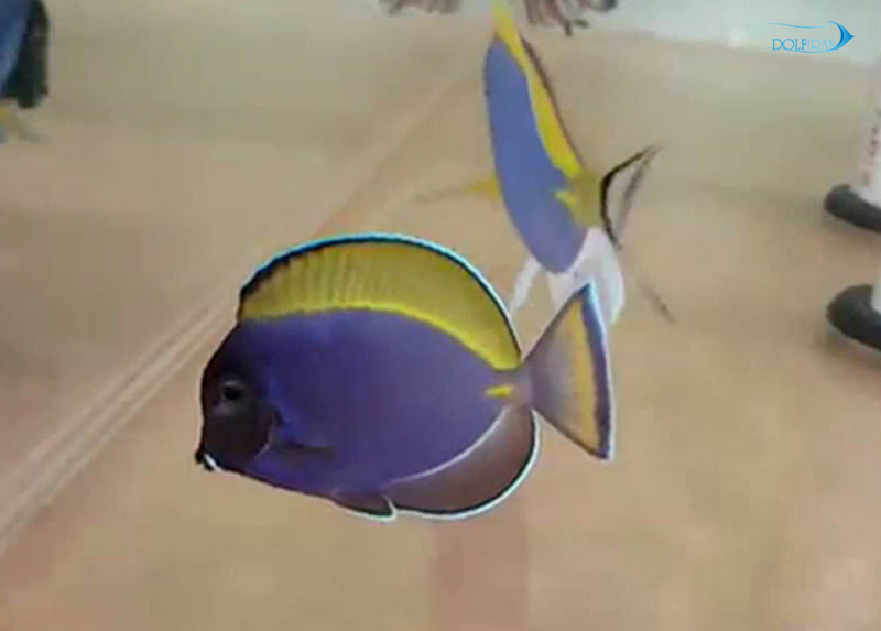 Indian_powder_blue_tang.jpg جراح پادربلو هندی - تصویر 1