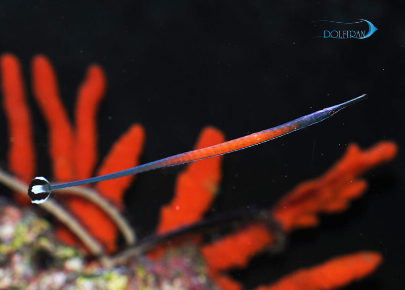 Janss_Pipefish_2.jpg پایپ فیش جانسی - تصویر 1