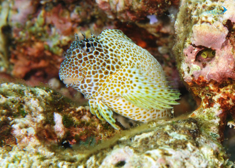 Leopard-Blenny-2.jpg بلنی لئوپارد باله بلند - تصویر 1