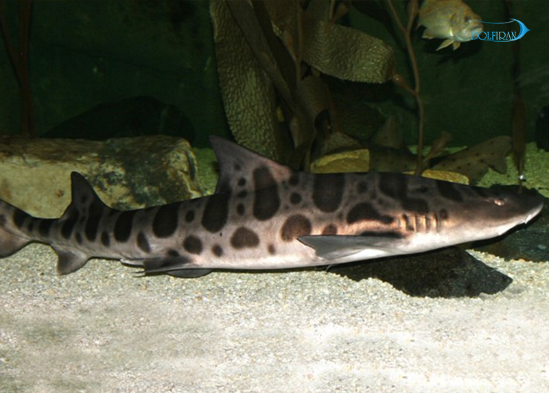 Leopard_Shark_1.jpg کوسه لئوپارد - تصویر 1