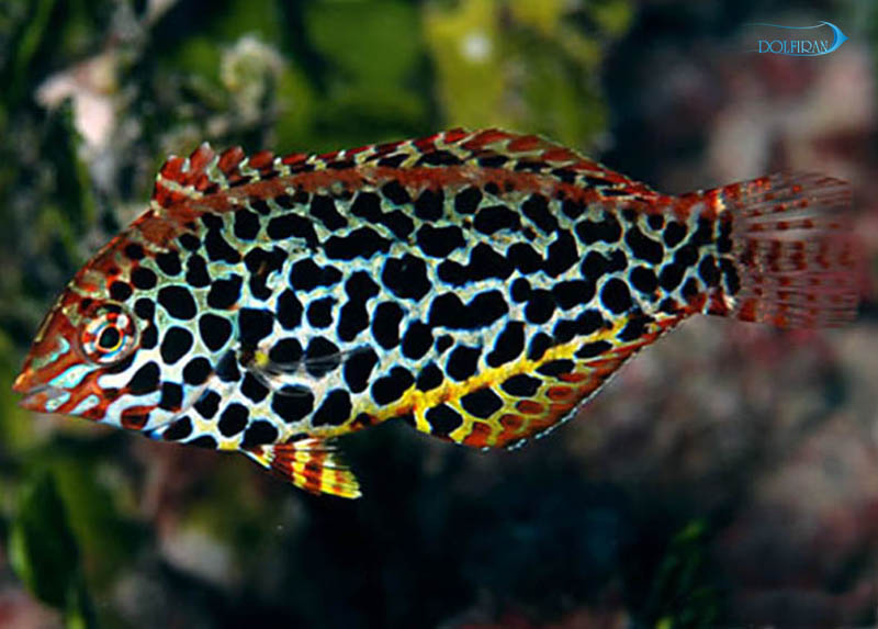 Leopard_Wrasse-1.jpg راس لئوپارد - تصویر 1