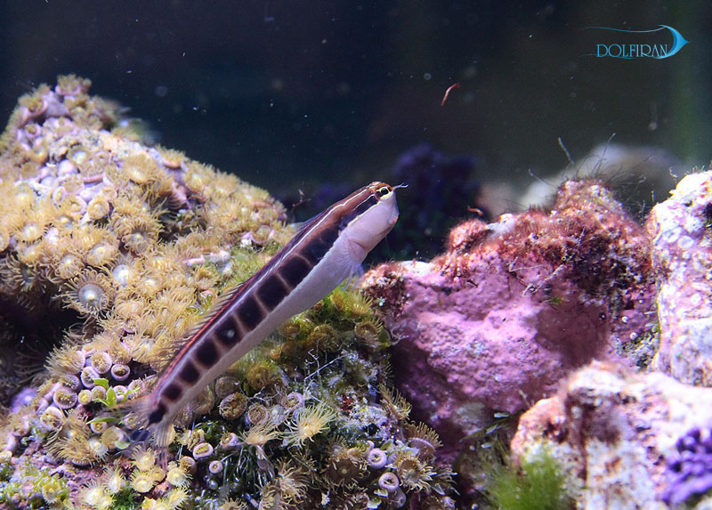Linear-Blenny-1.jpg بلنی خطی - تصویر 1