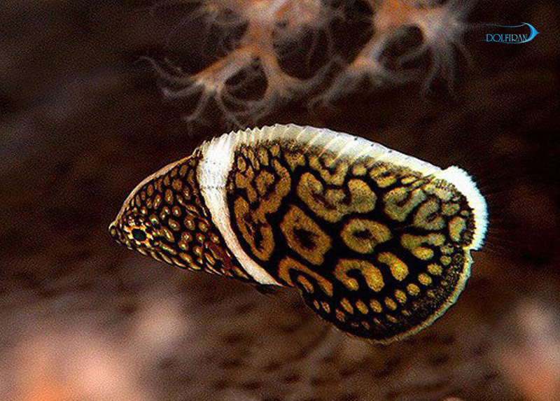 Lined-Tamarin-Wrasse-2.jpg راس تامارین خط دار (جوان) - تصویر 1