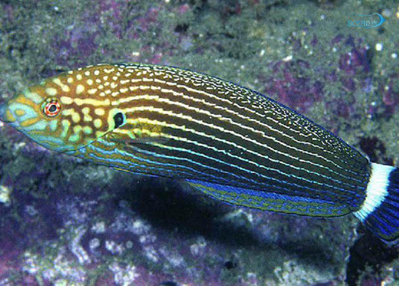 Lined-Tamarin-Wrasse.jpg راس تامارین خط دار (بالغ) - تصویر 1