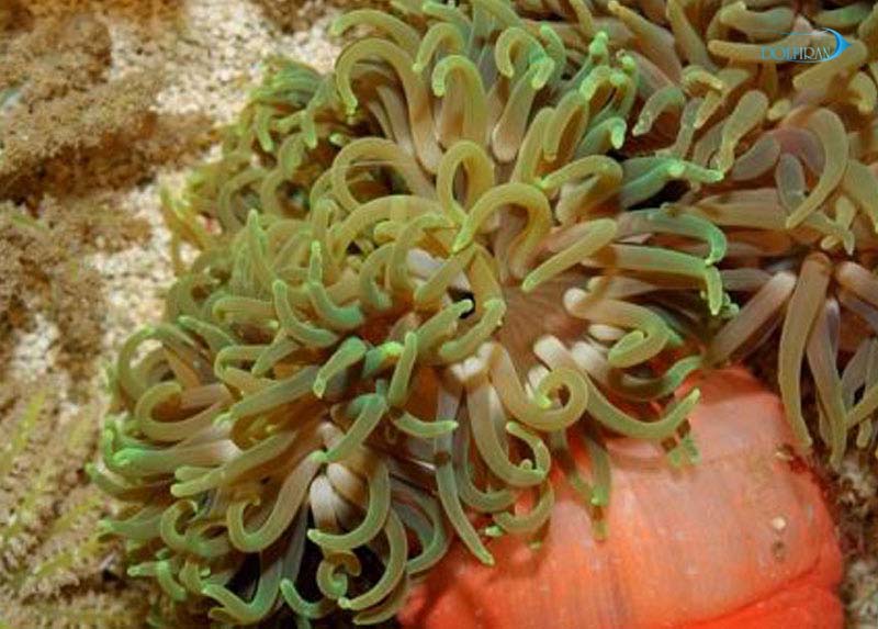 Long-Tentacle-Anemone.jpg شقایق پایه قرمز سبز و قهوه ای - تصویر 1