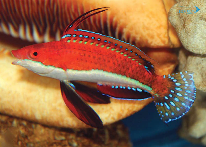Longfin_Fairy_Wrasse-1.jpg راس تانازوکی (نر) - تصویر 1