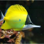 پروانه لانگ نویز
