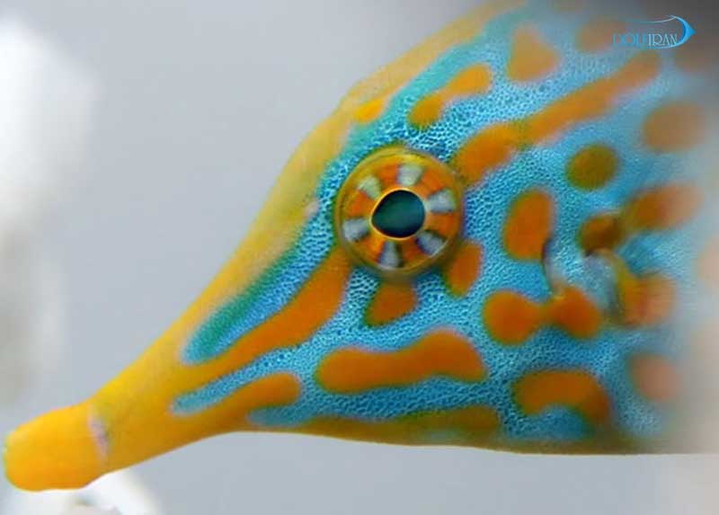 Longnose_Filefish_1.jpg فایل فیش هارلکویین - تصویر 1