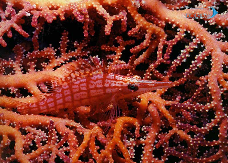 Longnose_Hawkfish_1.jpg شاهین بینی دراز - تصویر 1