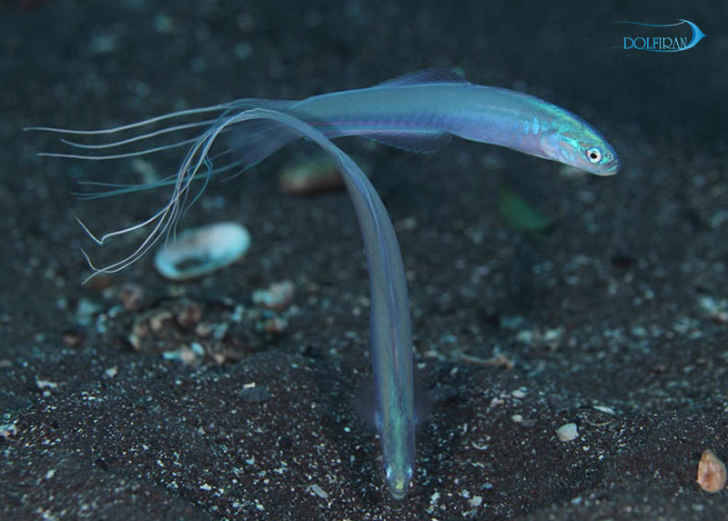 Lyretail_Blue_Gudgeon_Dartfish_1.jpg دارت هانا - تصویر 1