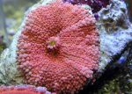 مرجان یوما صورتی - تصویر 2