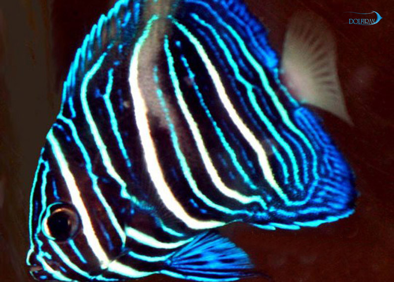 Maculosus_Angelfish_juv_1.jpg فرشته عروس عمان ( نوار زرد جوان) - تصویر 1