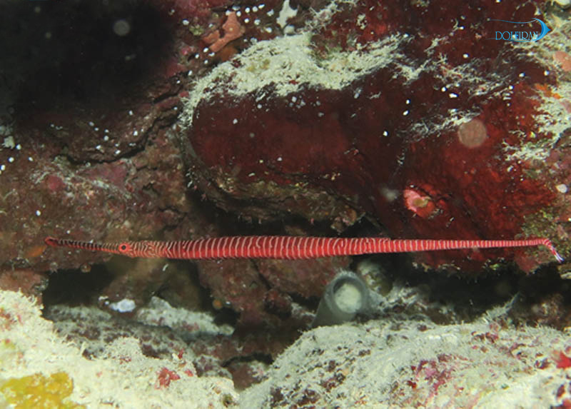 Many_Banded_Pipefish_1.jpg پایپ فیش مولتی بار - تصویر 1