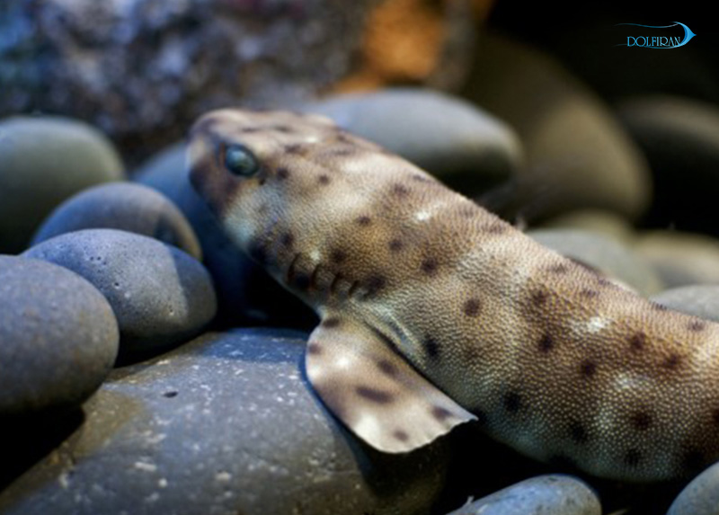 Marbled_Cat_Shark_1.jpg گربه کوسه ماربل - تصویر 1