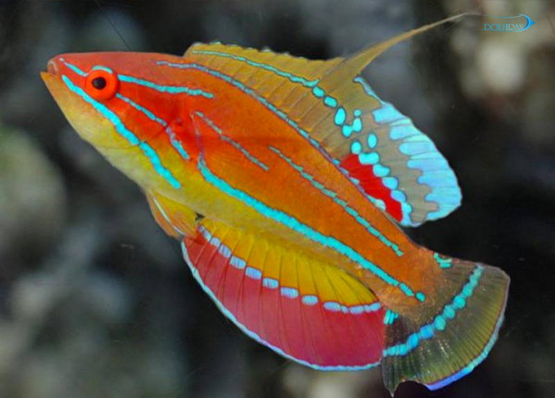 McCosker-s_Flasher_Wrasse_male-1.jpg راس فلشر مک کاسکر (نر) - تصویر 1