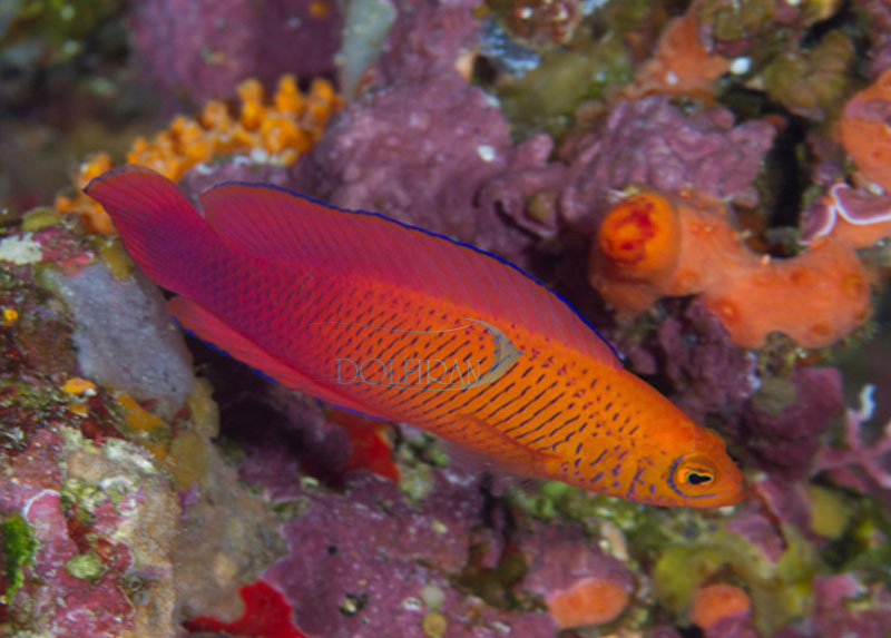 Mccullochi_Dottyback.jpg سودوکرومیس مک کولوچی (نر) - تصویر 1