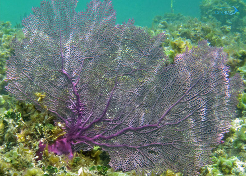 Melithaea-splendens.jpg مرجان گرگانیای بنفش - تصویر 1