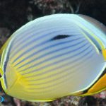 پروانه ملون