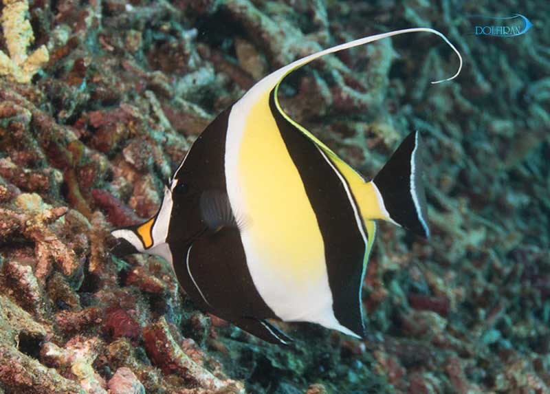 Moorish-Idol-1.jpg موریش آیدل - تصویر 1