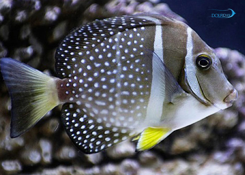Mustard_Surgeonfish_1.jpg جراح موستارت - تصویر 1