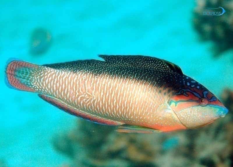 New-Guinea-Wrasse.jpg راس گینه نو - تصویر 1