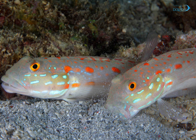 ORANGE-SPOT-GOBY-1.jpg گابی اسلیپر خال نارنجی - تصویر 1