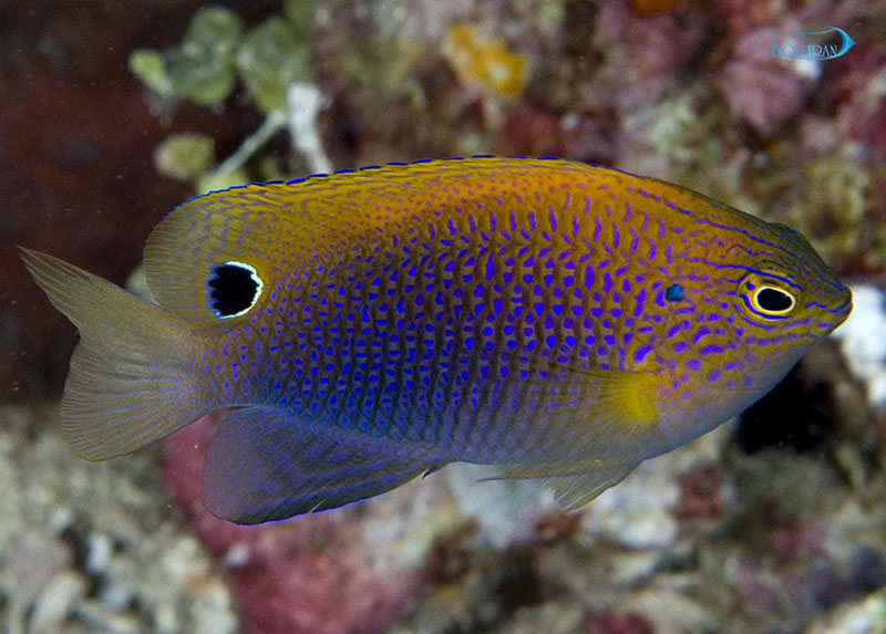 Ocellate-Damselfish-1.jpg دامسل خال رنگی - تصویر 1
