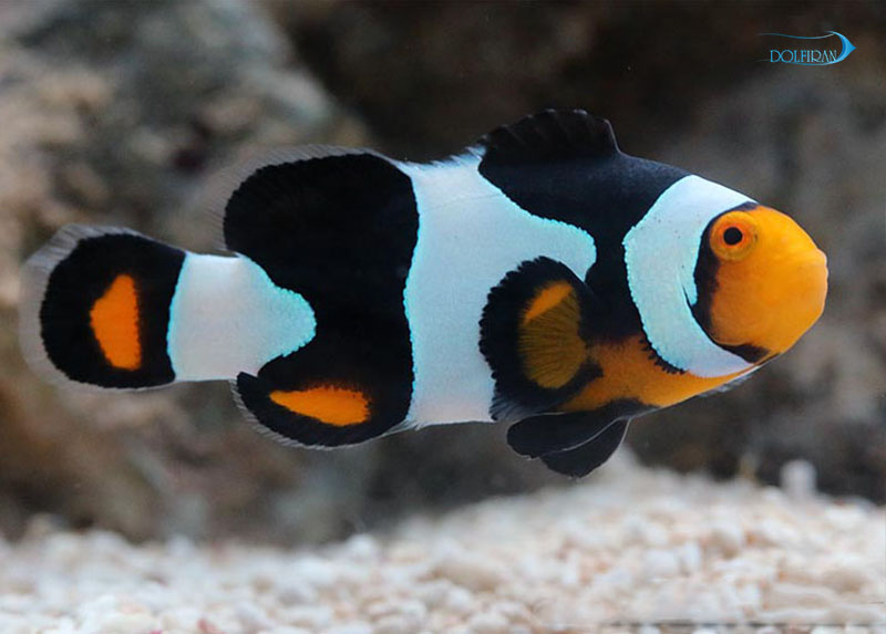 Onyx-Percula-Clownfish-1.jpg دلقک آنیکس پرکولا - تصویر 1