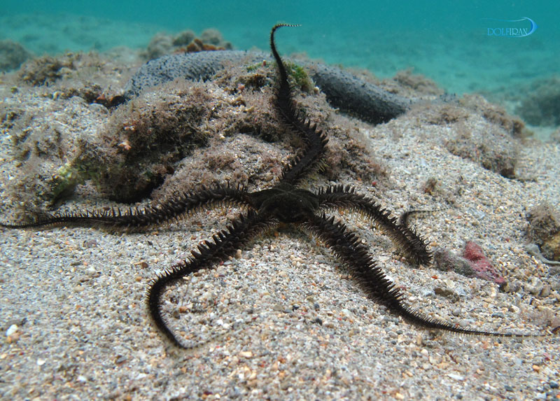 Ophiocoma-Scolopendrina.jpg ستاره دریایی شکننده هزارپا - تصویر 1